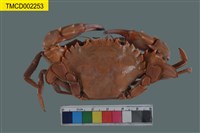 藏品(日本蟳)的圖片